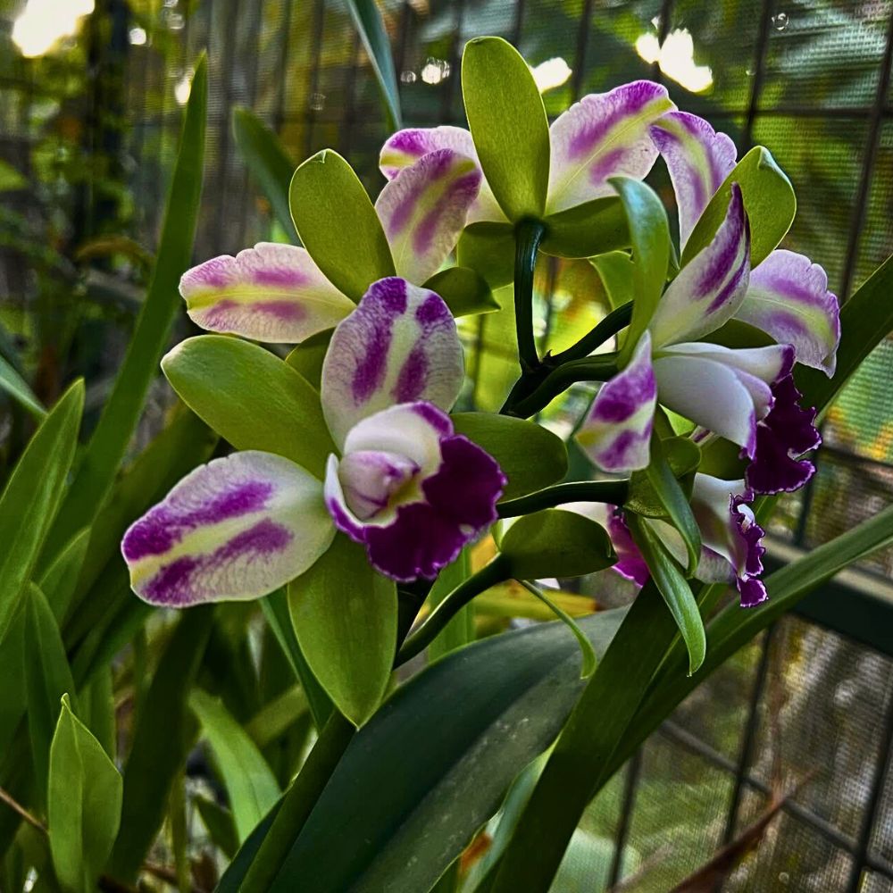 Green Cattleya Flower Planting Seeds for Vibrant Blooms - Evergrowseeds