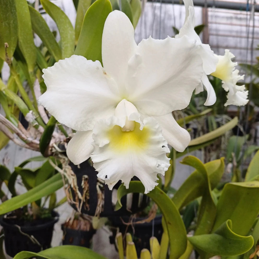 White Bell Orchid Seeds for Planting