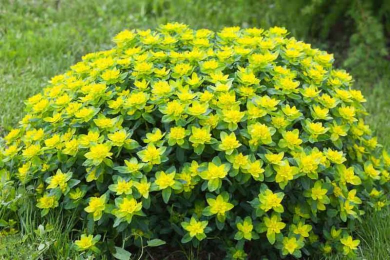Yellow Euphorbia Polychroma Planting Seed for Plantings for Planting Heirloom Non-GMO Seeds