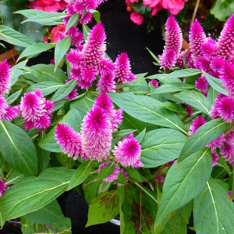 Celosia Spicata Flower seeds for Planting - Shade Tolerant, Heirloom & GMO Free Seeds for Home Garden