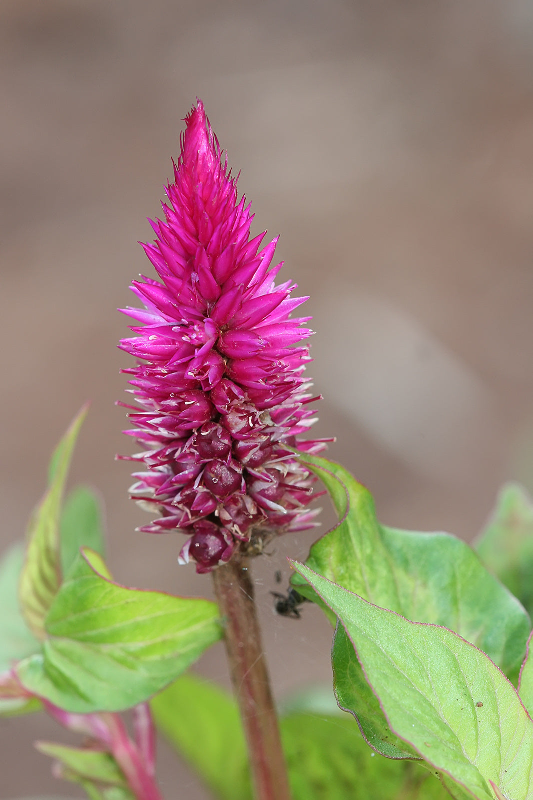 Celosia Spicata Flower seeds for Planting - Shade Tolerant, Heirloom & GMO Free Seeds for Home Garden