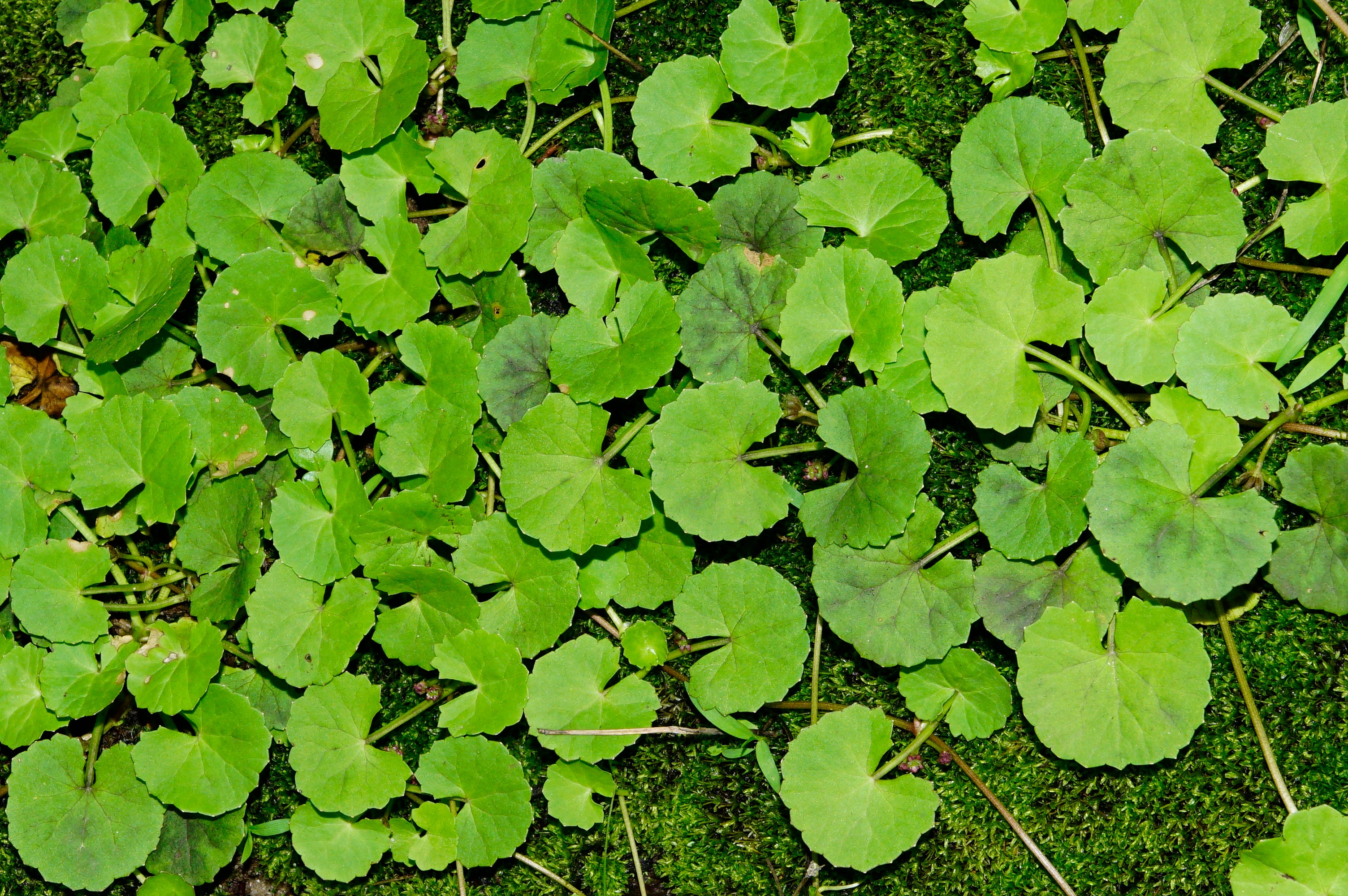 Centella Asiatica Seeds for Planting | Grow Your Own