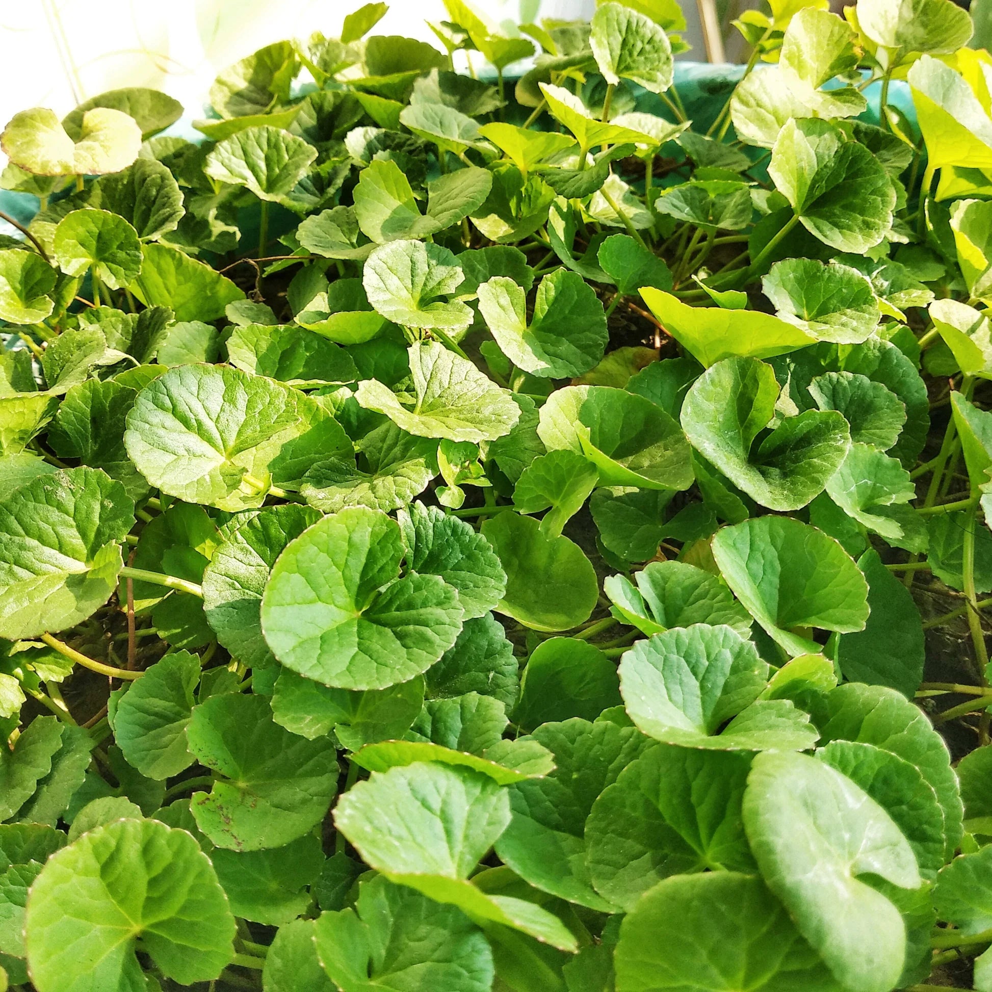 Centella Asiatica Seeds for Planting | Grow Your Own