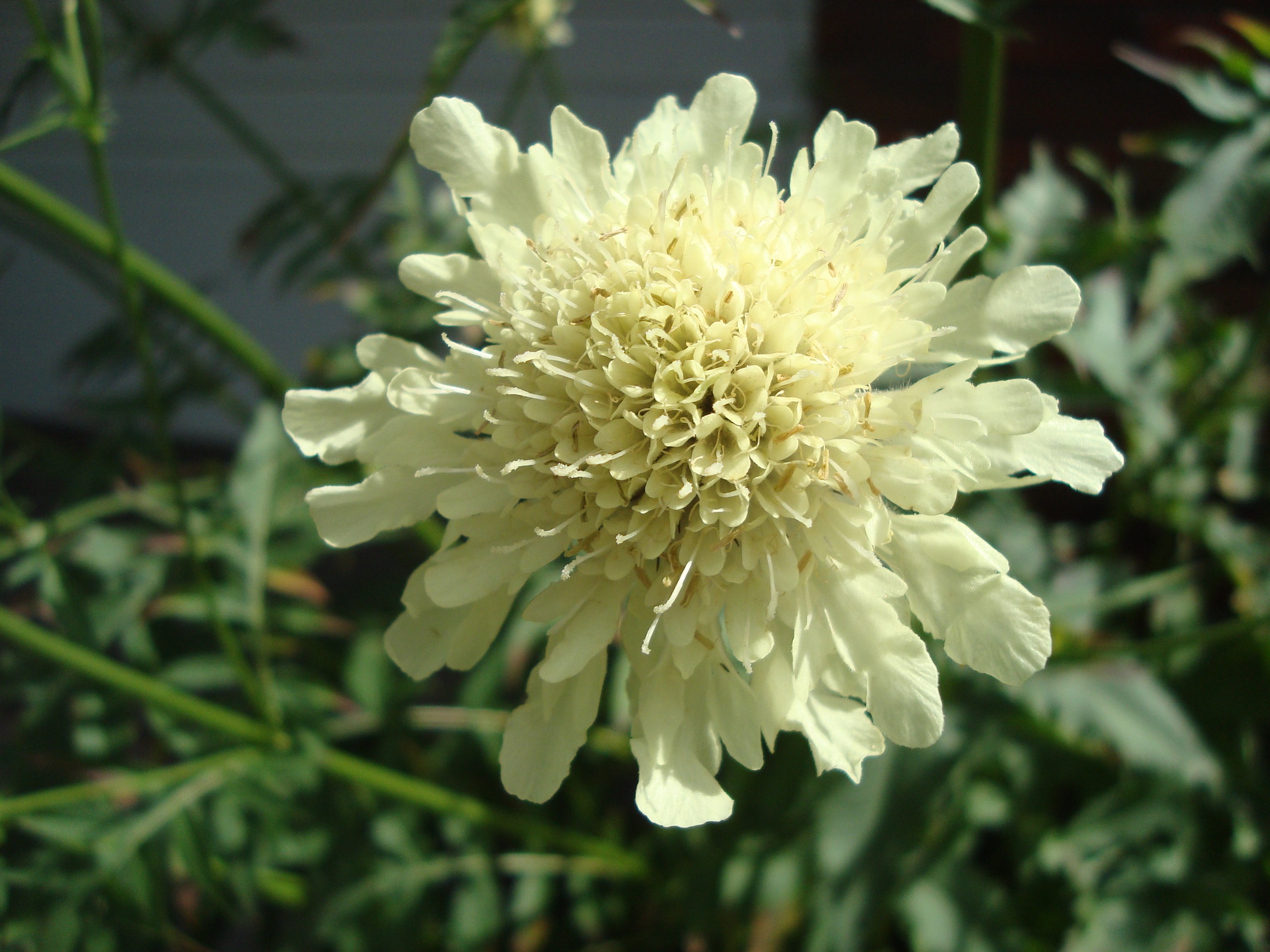 Cephalaria Gigantea Flower seeds for Planting - Vibrant Colors, Heirloom & GMO Free Seeds for Home Garden