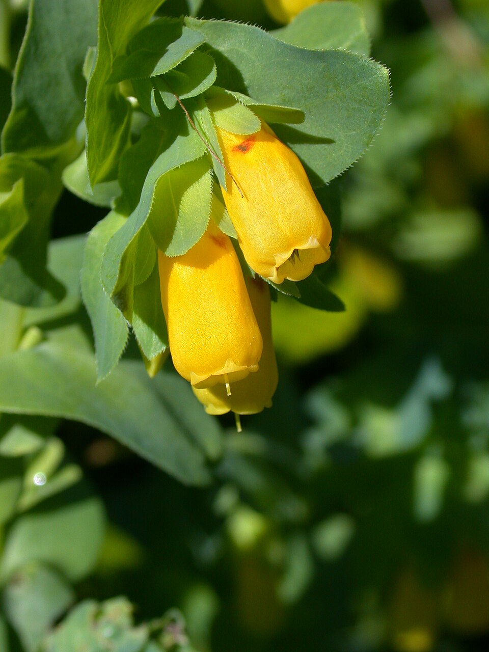 Yellow Cerinthe Flower seeds for Planting - Perfect for Borders, Heirloom & GMO Free Seeds for Home Garden