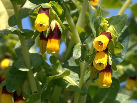 Yellow Cerinthe Flower seeds for Planting - Perfect for Borders, Heirloom & GMO Free Seeds for Home Garden