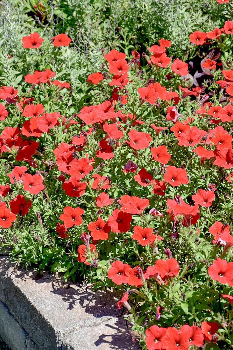 Petunia Red Easy Wave Flower Seeds for Planting - Vibrant Annual Blooms Heirloom Non-GMO Seeds