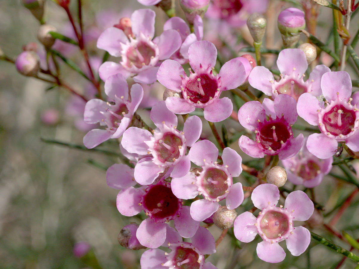Geraldton Flower seeds blooming in flower beds, containers, borders, and pollinator-friendly gardens