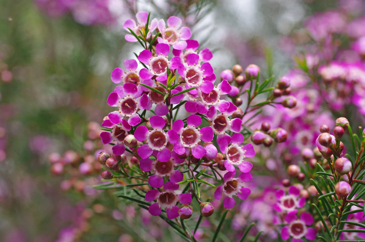 Chamelaucium Flower seeds for Planting Cut Flower Favorite Heirloom & GMO Free Seeds for Home Garden