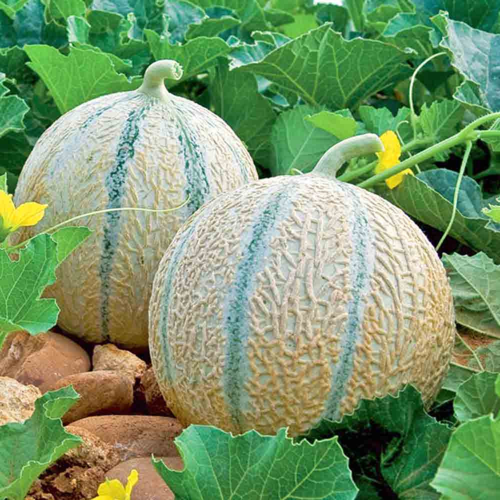 Charentais Melon Seeds for Planting