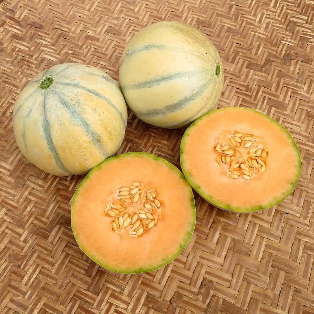 Charentais Melon Seeds for Planting - Sweet and Aromatic Summer Fruit