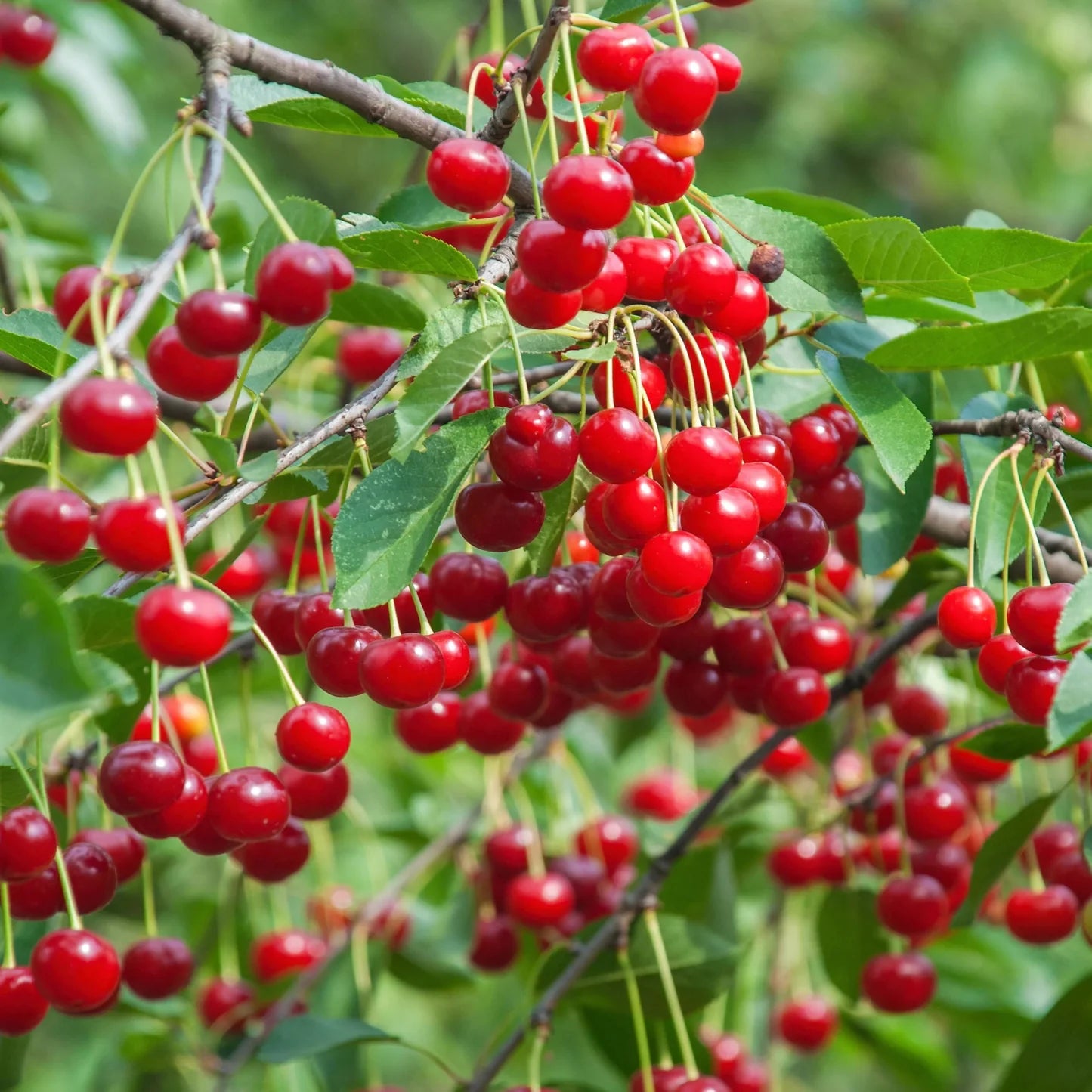 Light Green and Red Cherry Fruit Seeds for Planting