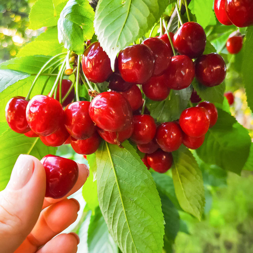Light Green and Red Cherry Fruit Seeds for Planting
