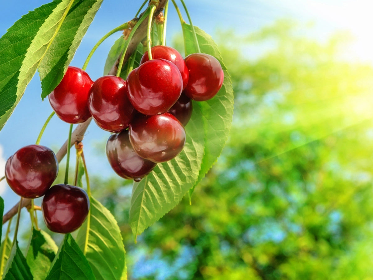 Evergrowseeds cherry tree with lush green foliage and developing cherries, showcasing a sweet fruiting garden variety.