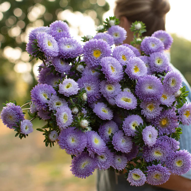 Light Purple China Aster Flower Seeds for Planting Colorful Display Heirloom & GMO Free Seeds for Home Garden
Sale