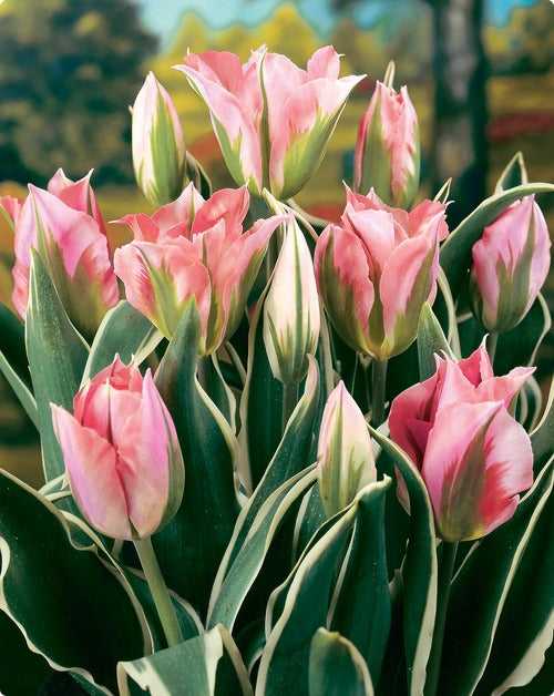 Green Pink Tulip Flower seeds for Planting - Wildflower Mix, Heirloom & GMO Free Seeds for Home Garden