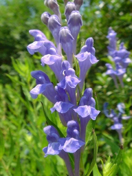 Chinese Skullcap Flower seeds for Planting - Garden Favorite, Heirloom & GMO Free Seeds for Home Garden