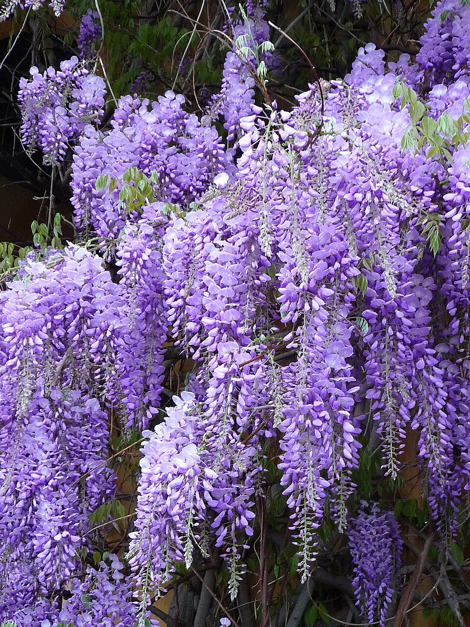 Wisteria Purple Flower seeds for Planting - Long Bloom Season, Heirloom & GMO Free Seeds for Home Garden