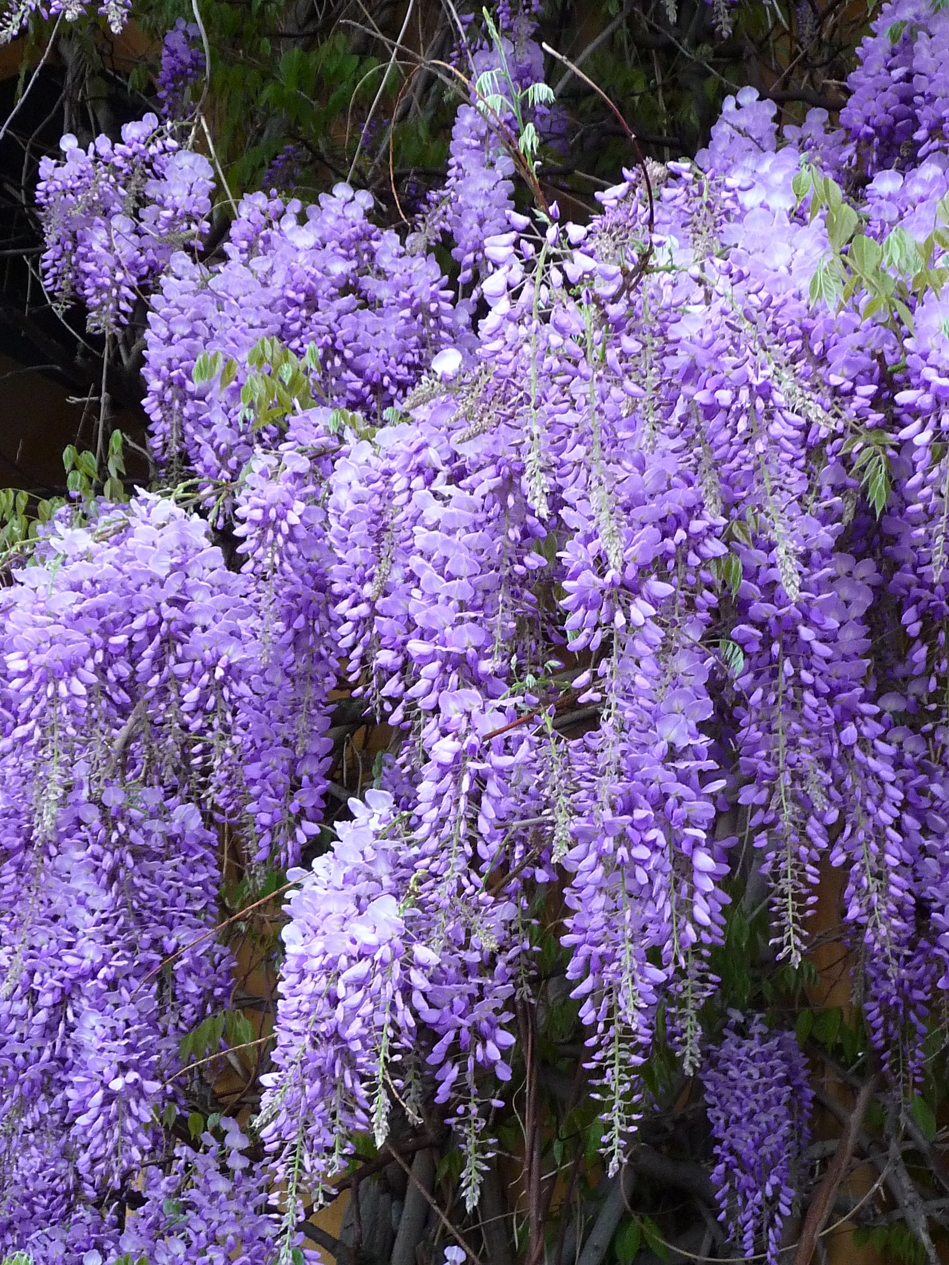 Wisteria Flower seeds for Planting Compact Growth Heirloom & GMO Free Seeds for Home Garden