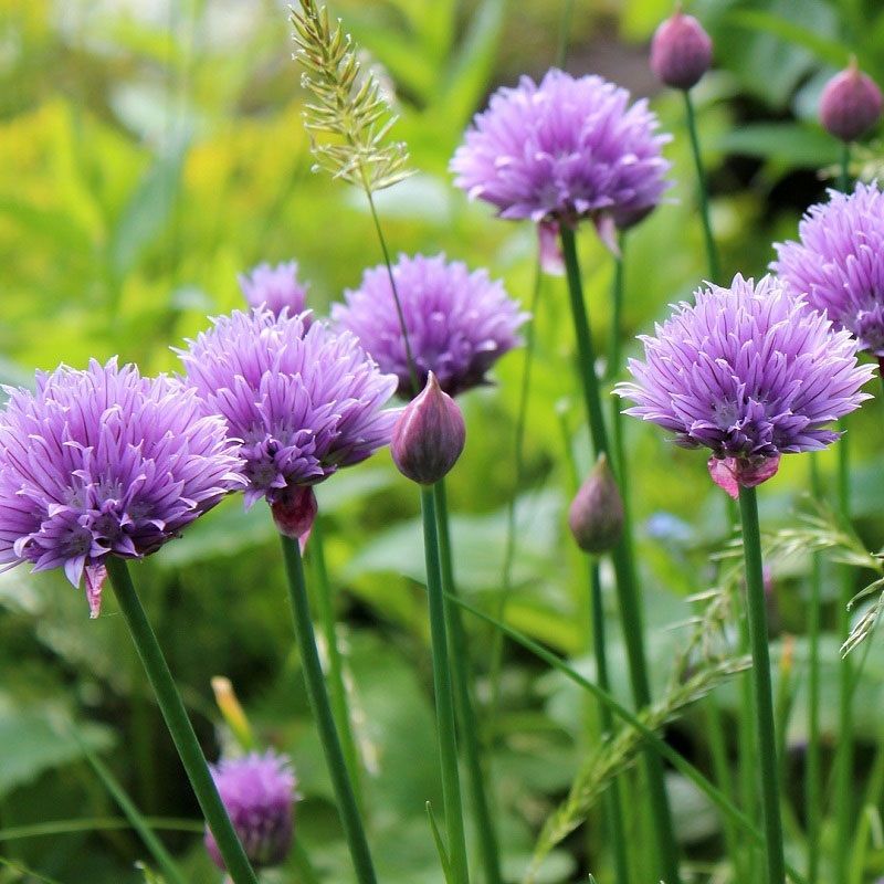 Chives Seeds for Planting