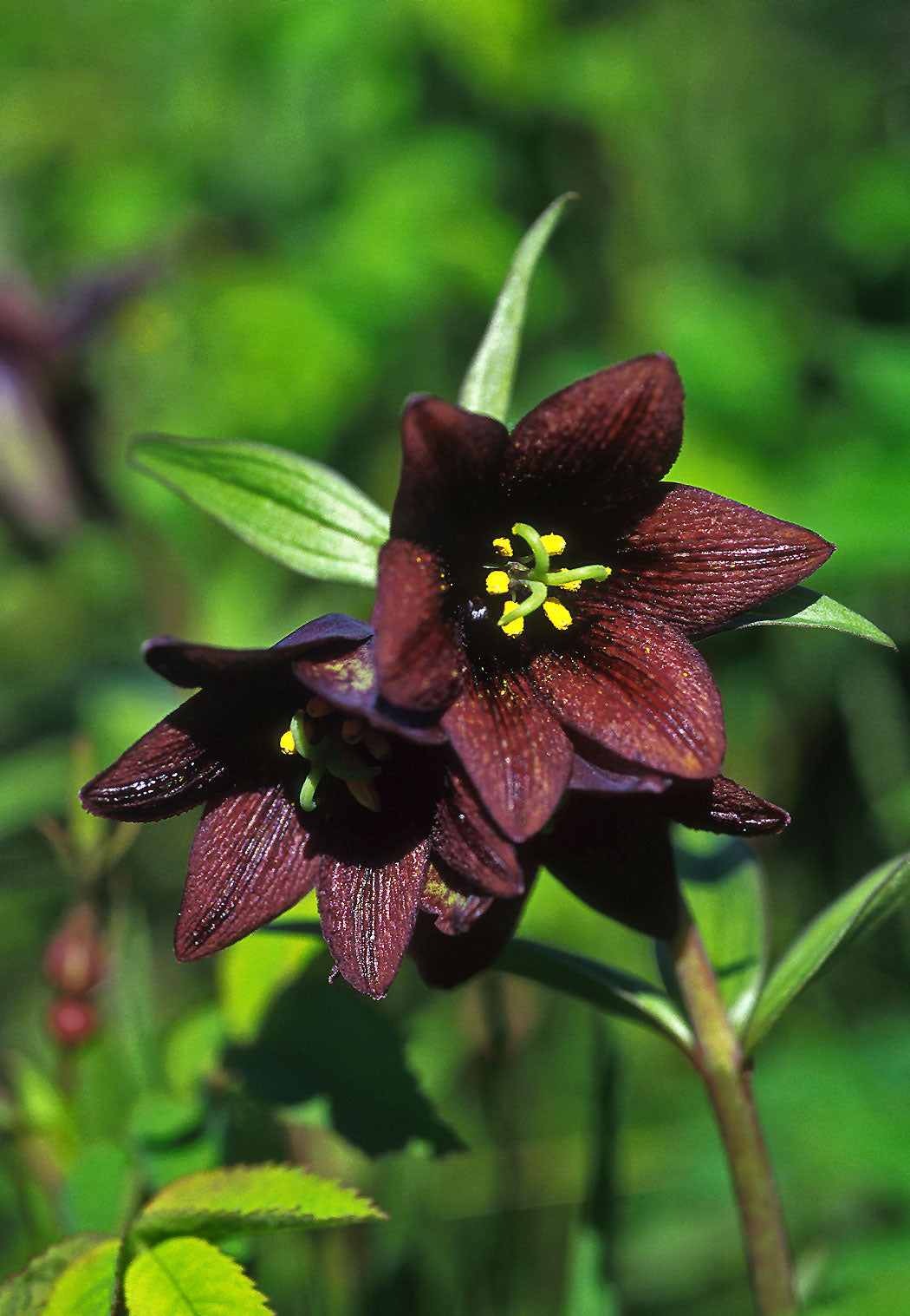 Chocolate Lilly Flower seeds for Planting - Easy to Grow, Heirloom & GMO Free Seeds for Home Garden