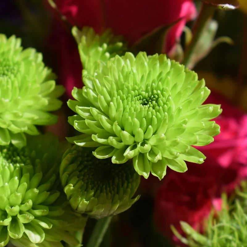 Green Chrysanthemum Flower seeds for Planting - Drought Tolerant, Heirloom & GMO Free Seeds for Home Garden