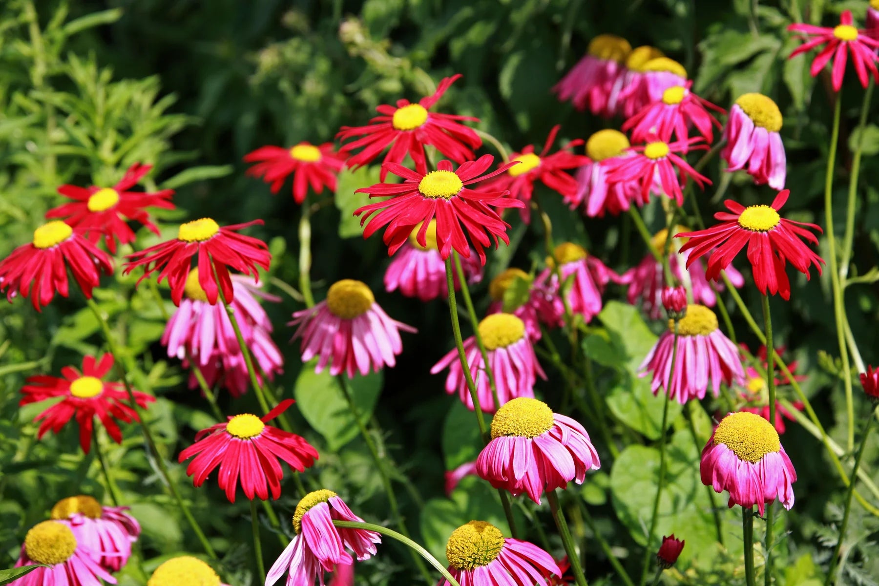 Chrysanthemum Robinson Flower seeds for Planting Easy to Grow Heirloom & GMO Free Seeds for Home Garden
