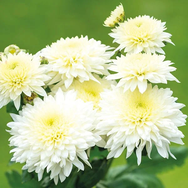 White Chrysanthemum Flower seeds for Planting - Sun Loving, Heirloom & GMO Free Seeds for Home Garden