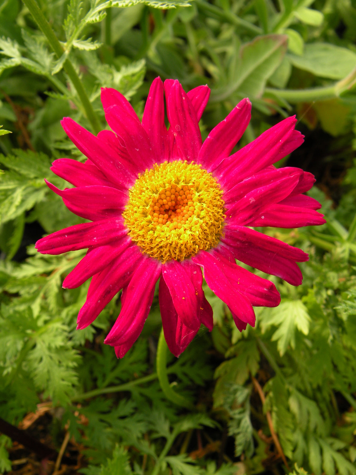 Chrysanthemum Robinson's Flower seeds for Planting Pollinator Friendly Heirloom & GMO Free Seeds for Home Garden