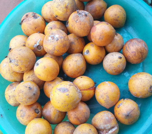 Caimitillo Chrysophyllum cainito Fruit Seeds for Planting in Tropical Garden