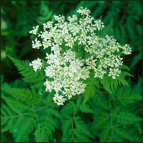 Cicely Myrrhis Odorata Flower seeds for Planting - Low Maintenance, Heirloom & GMO Free Seeds for Home Garden