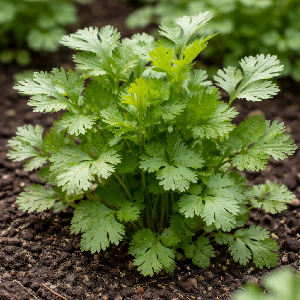 Coriander Plant Coriandrum sativum Seeds for Planting in Herb Garden & Vegetable Patch