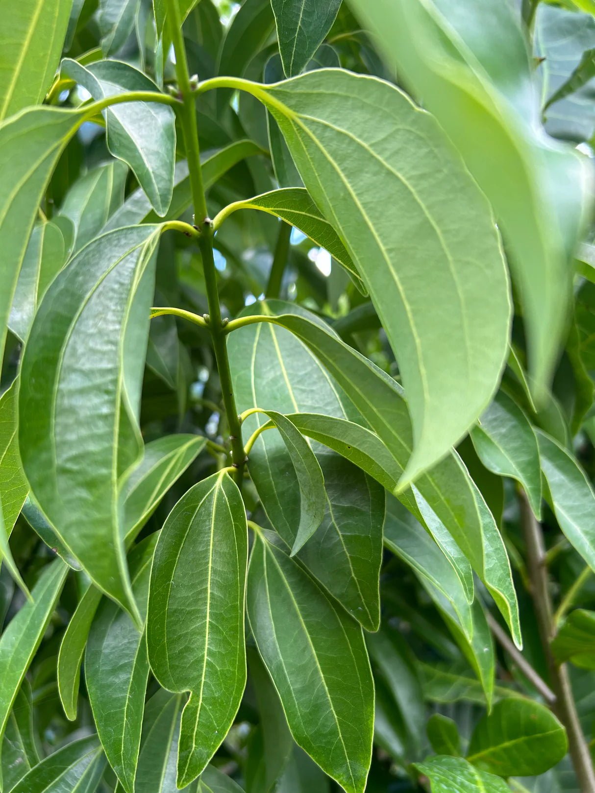 Cinnamon Seed Planting Pack