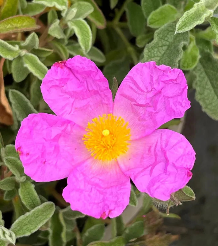 CISTUS Flower seeds for Planting - Vibrant Colors, Heirloom & GMO Free Seeds for Home Garden