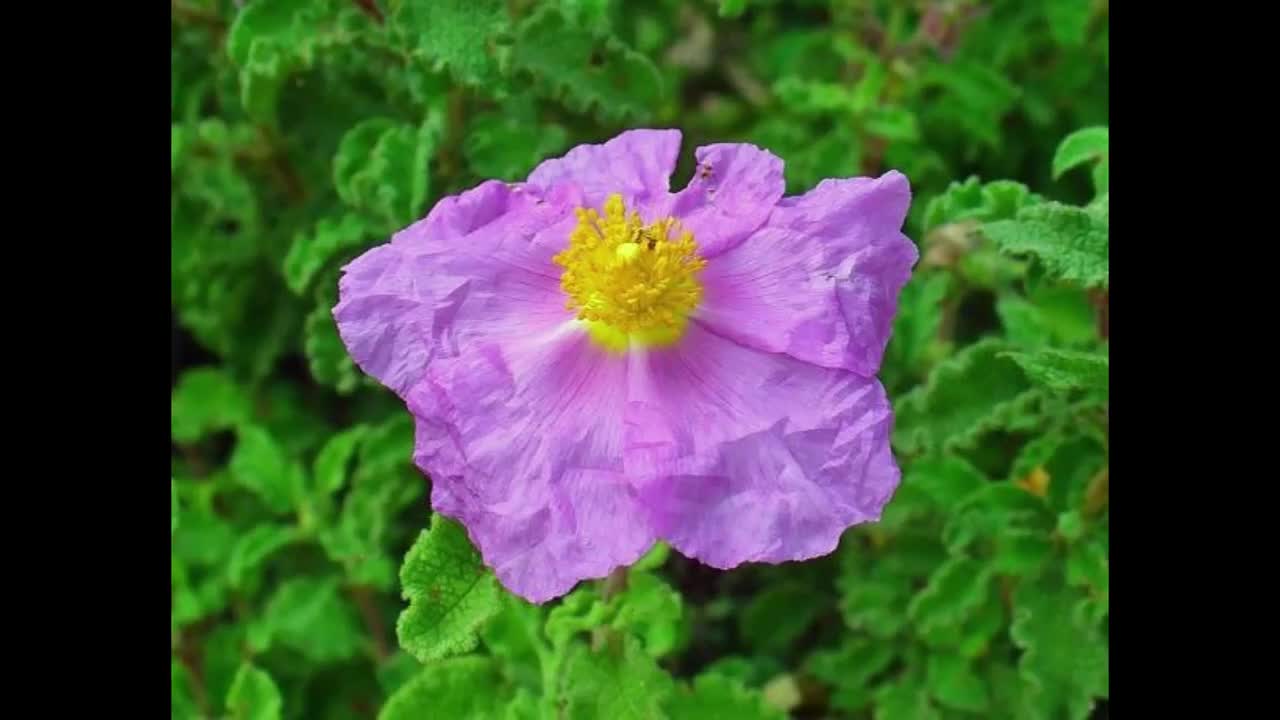 Lavender Creticus Flower Seeds for Planting - Aromatic Purple Blooms