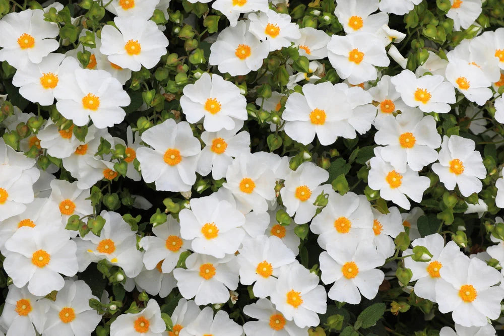 Salviifolius Flower seeds for Planting - Sun Loving, Heirloom & GMO Free Seeds for Home Garden