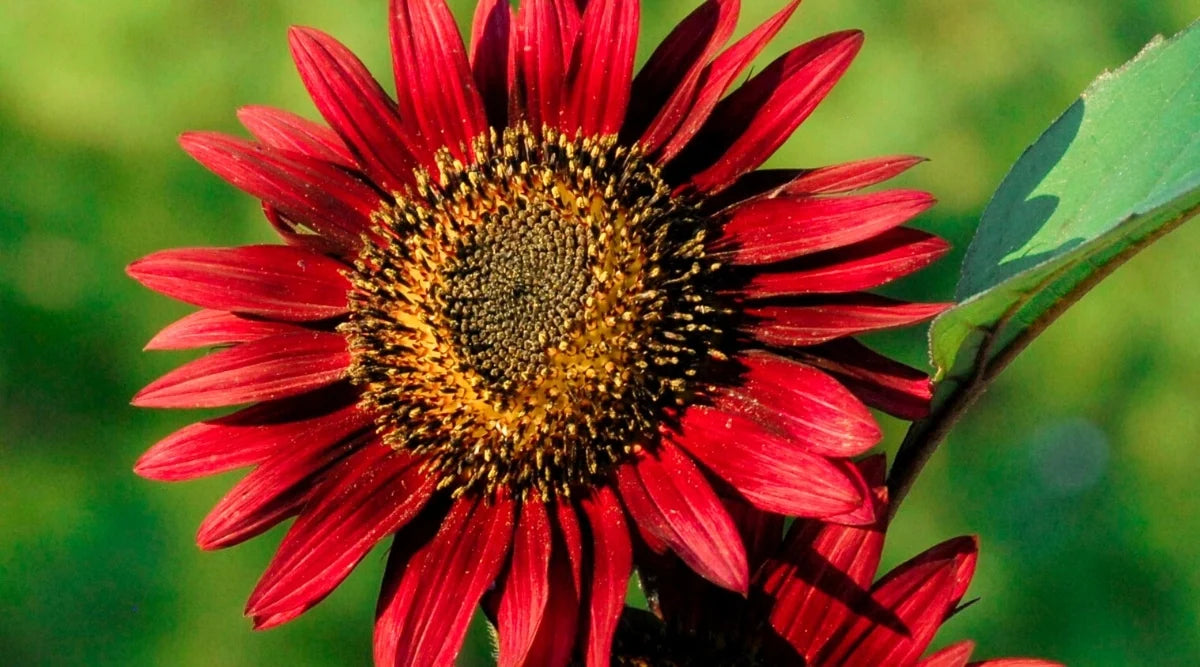 Red Sunflower Perennial Flower Seeds for Planting Garden Favorite Heirloom & GMO Free Seeds for Home Garden
Sale
