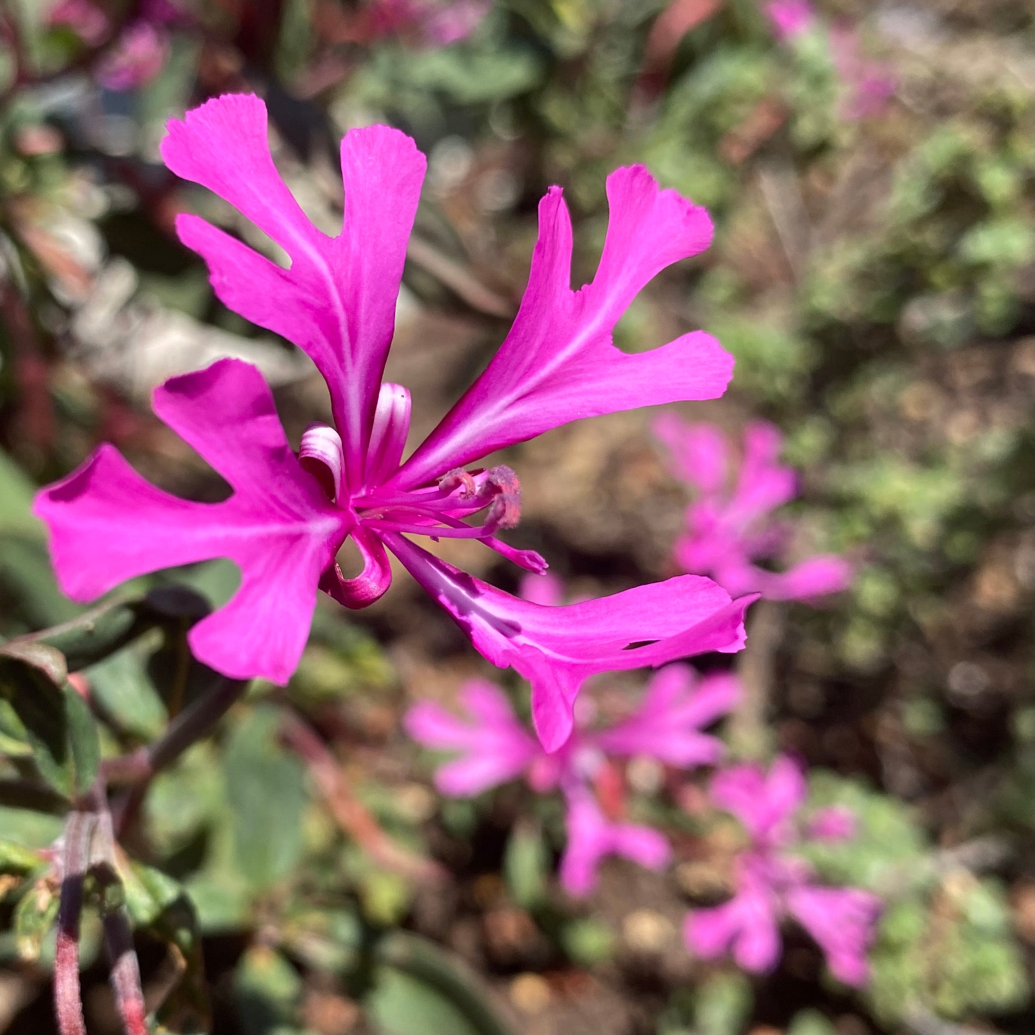 Heirloom Clarkia Flower seeds blooming in flower beds, containers, borders, and pollinator-friendly gardens