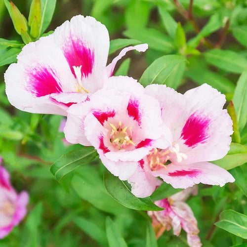 Pink Clarkia Amoena Flower seeds for Planting - Fragrant Blossoms, Heirloom & GMO Free Seeds for Home Garden