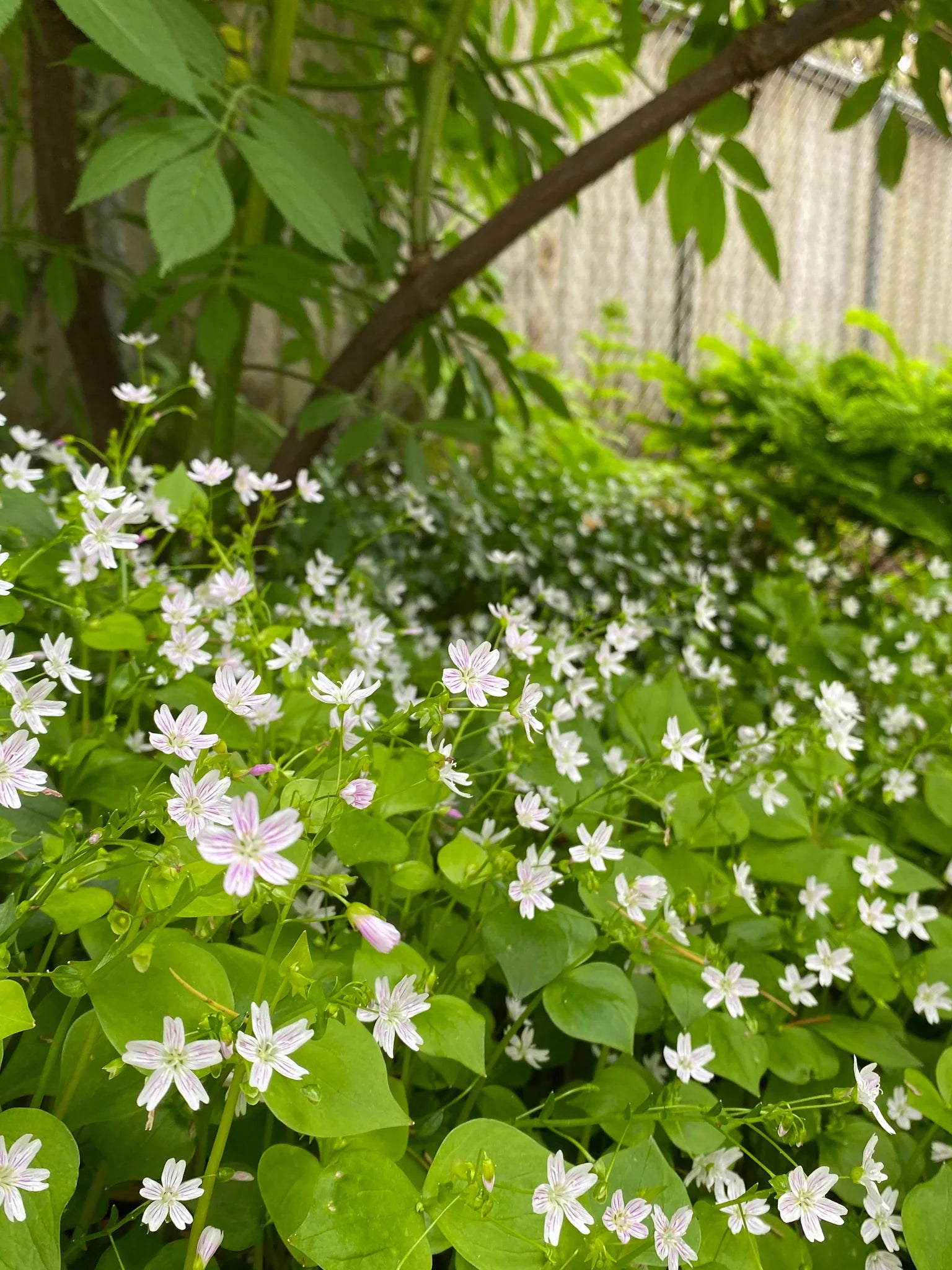 White Claytonia Sibirica Flower seeds for Planting - Compact Growth, Heirloom & GMO Free Seeds for Home Garden