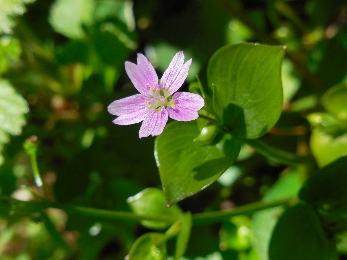 White Claytonia Sibirica Flower seeds for Planting - Compact Growth, Heirloom & GMO Free Seeds for Home Garden