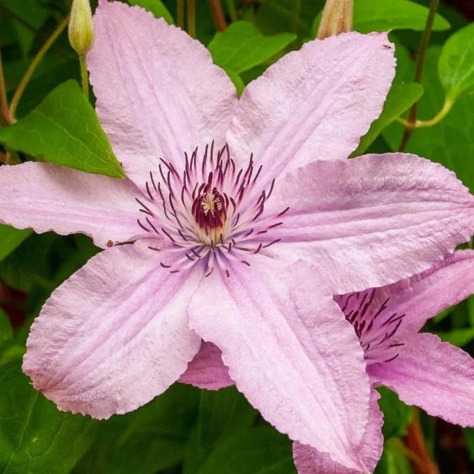 Deep Pink Clematis Flower seeds for Planting - Drought Tolerant, Heirloom & GMO Free Seeds for Home Garden