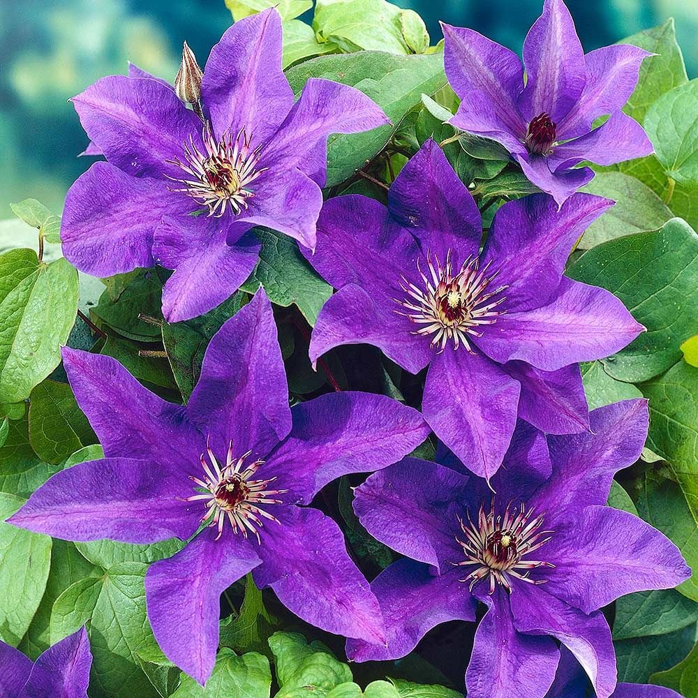 Clematis Flower Seeds For Planting - Climbing Beauty