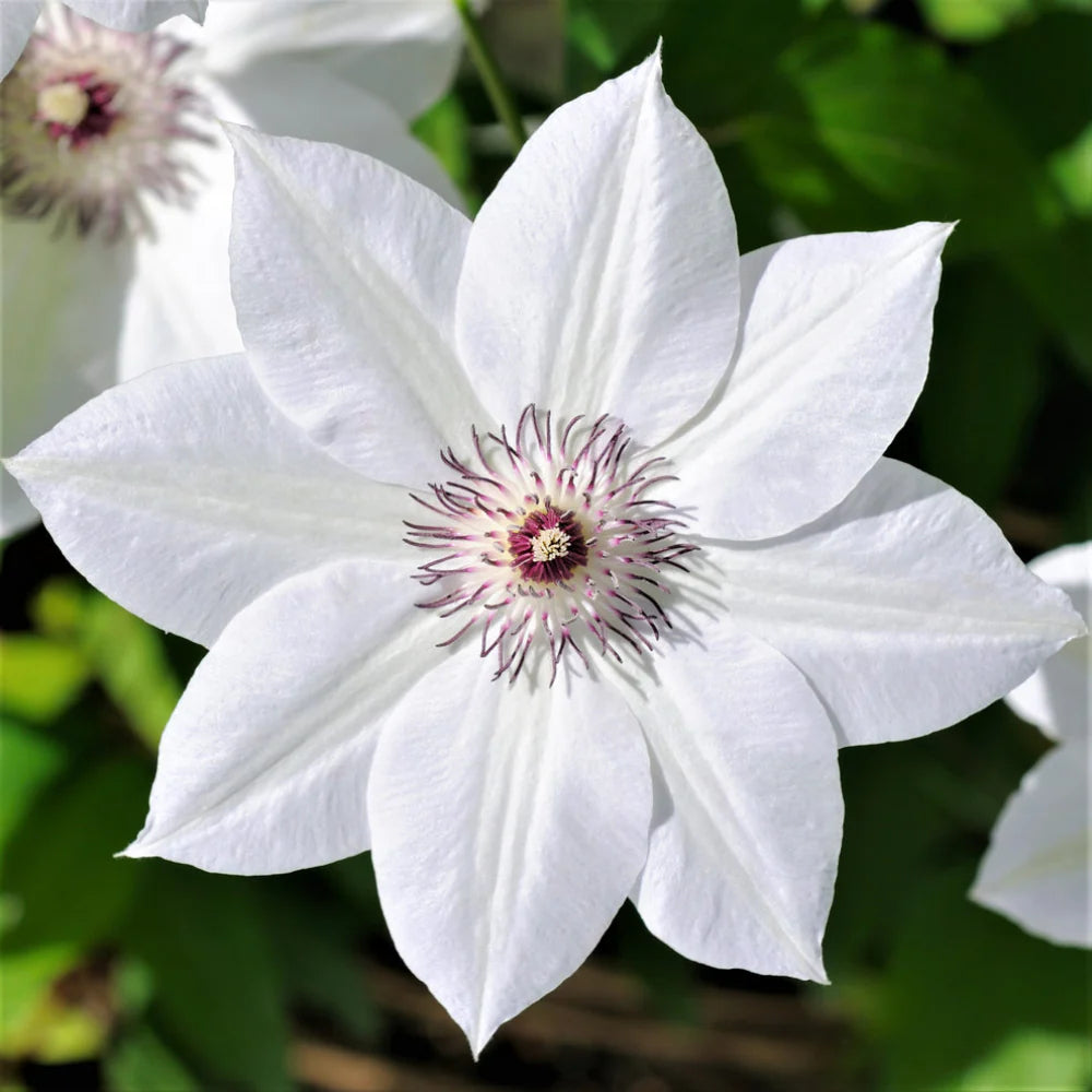 Clematis Flower seeds for Planting Shade Tolerant Heirloom & GMO Free Seeds for Home Garden