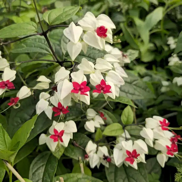 White Red Clerodendrum Thomsonii Flower Planting - Seed for Striking Blooms and Lush Growth in Your Garden