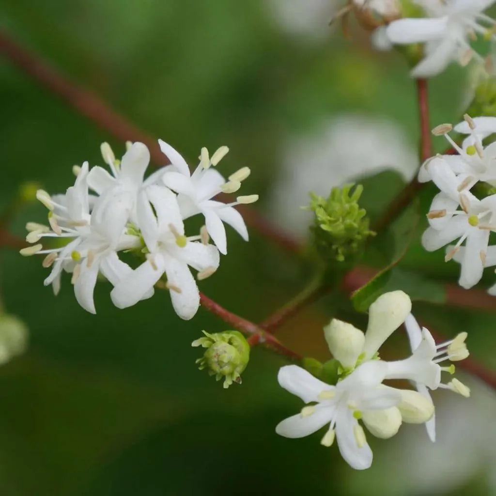 White Sevenson Flower Seeds for Planting