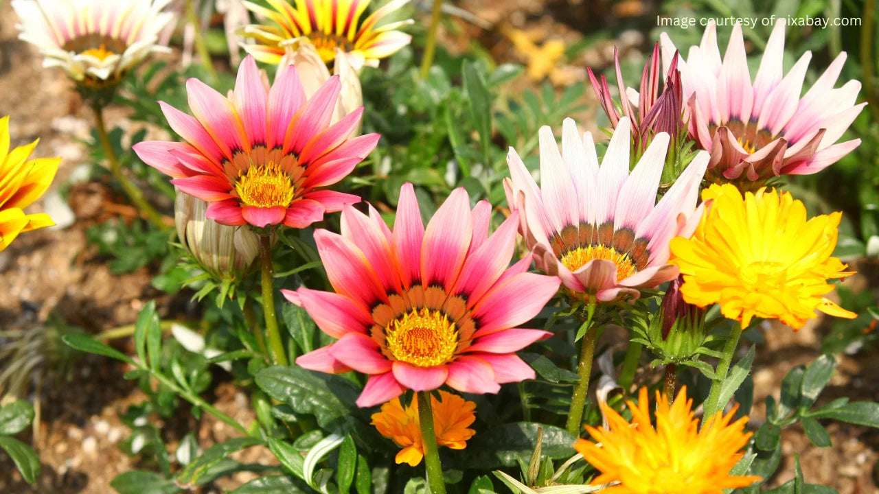 Light Pink Orange Gazania Flower Seeds for Planting Drought Tolerant Heirloom & GMO Free Seeds for Home Garden
Sale