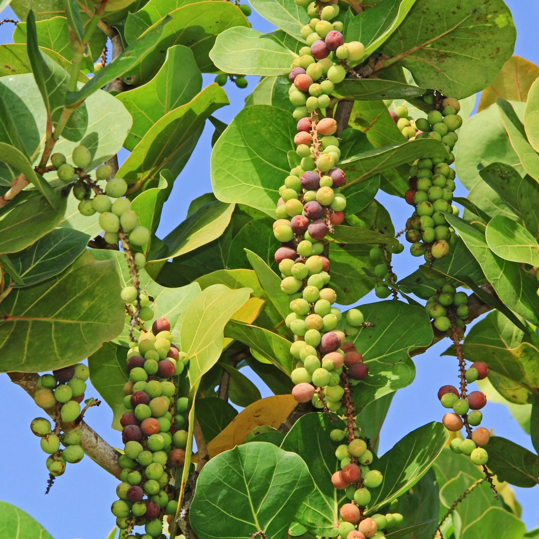 Seagrape Fruit Cocoloba uvifera Seeds for Planting in Coastal Garden & Landscape - Evergrowseeds