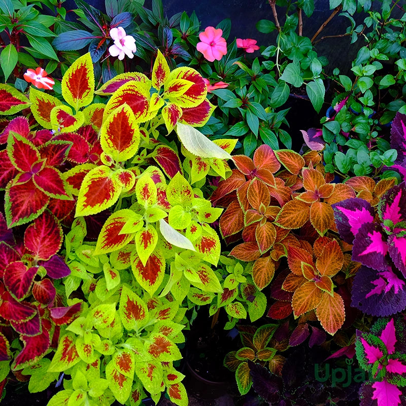 Mixed Coleus Seeds Flower seeds for Planting - Pollinator Friendly, Heirloom & GMO Free Seeds for Home Garden