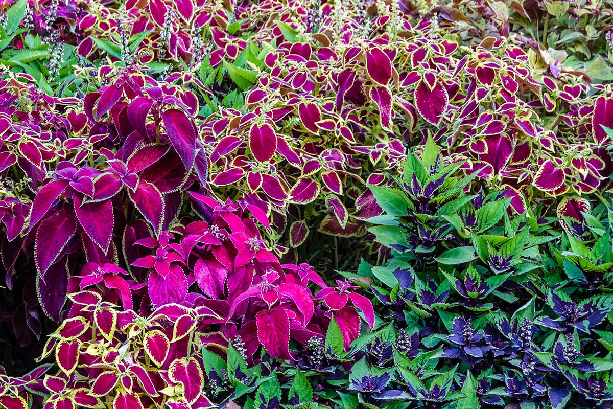 Coleus Flower seeds for Planting, Seasonal Bloomer Heirloom & GMO Free Seeds for Home Garden Sale